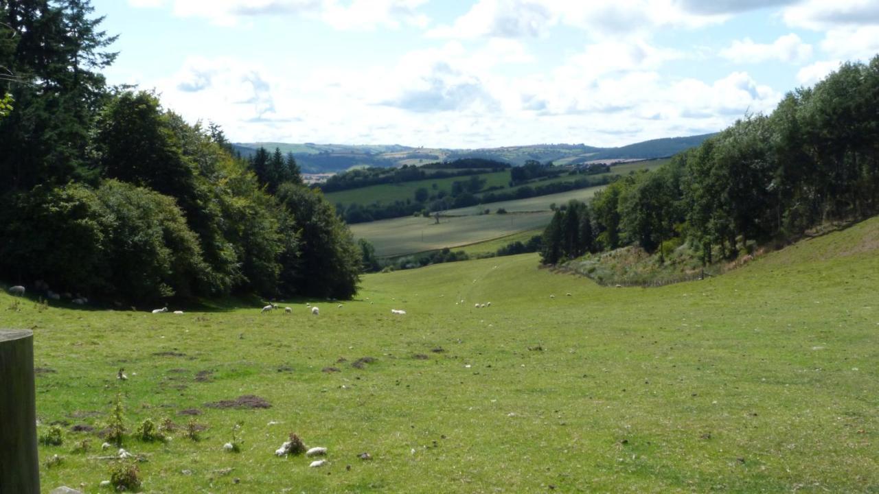Willow * Lydbury North